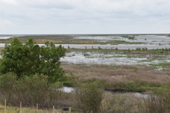 Rostrhamus sociabilis