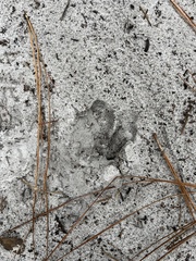 Odocoileus virginianus seminolus