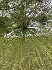 Pinus palustris