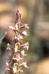 Satyrium erectum × humile