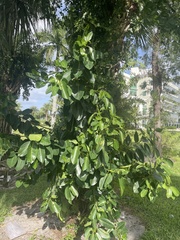 Ficus citrifolia