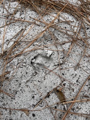 Odocoileus virginianus seminolus