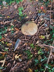 Calvatia