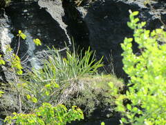 Phormium tenax