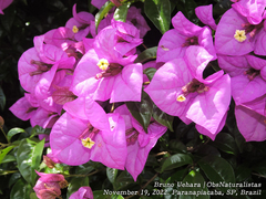 Bougainvillea glabra