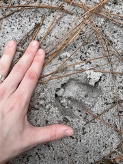Odocoileus virginianus seminolus
