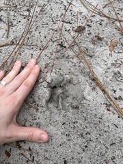 Odocoileus virginianus seminolus