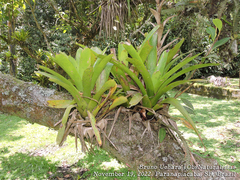 Vriesea philippocoburgi