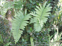 Polypodioideae