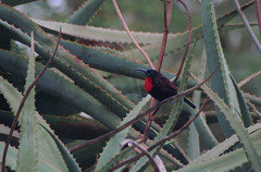 Chalcomitra senegalensis