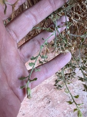 Perityle tenella