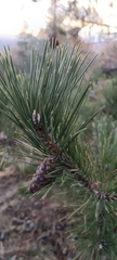 Pinus nigra laricio