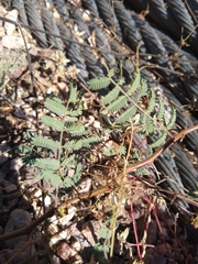 Hoffmannseggia glauca