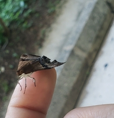 Melipotis fasciolaris