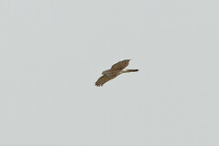 Accipiter badius