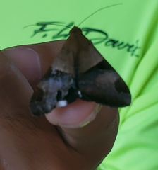 Melipotis fasciolaris