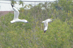 Chroicocephalus brunnicephalus