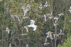 Chroicocephalus brunnicephalus