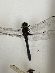 Libellula vibrans