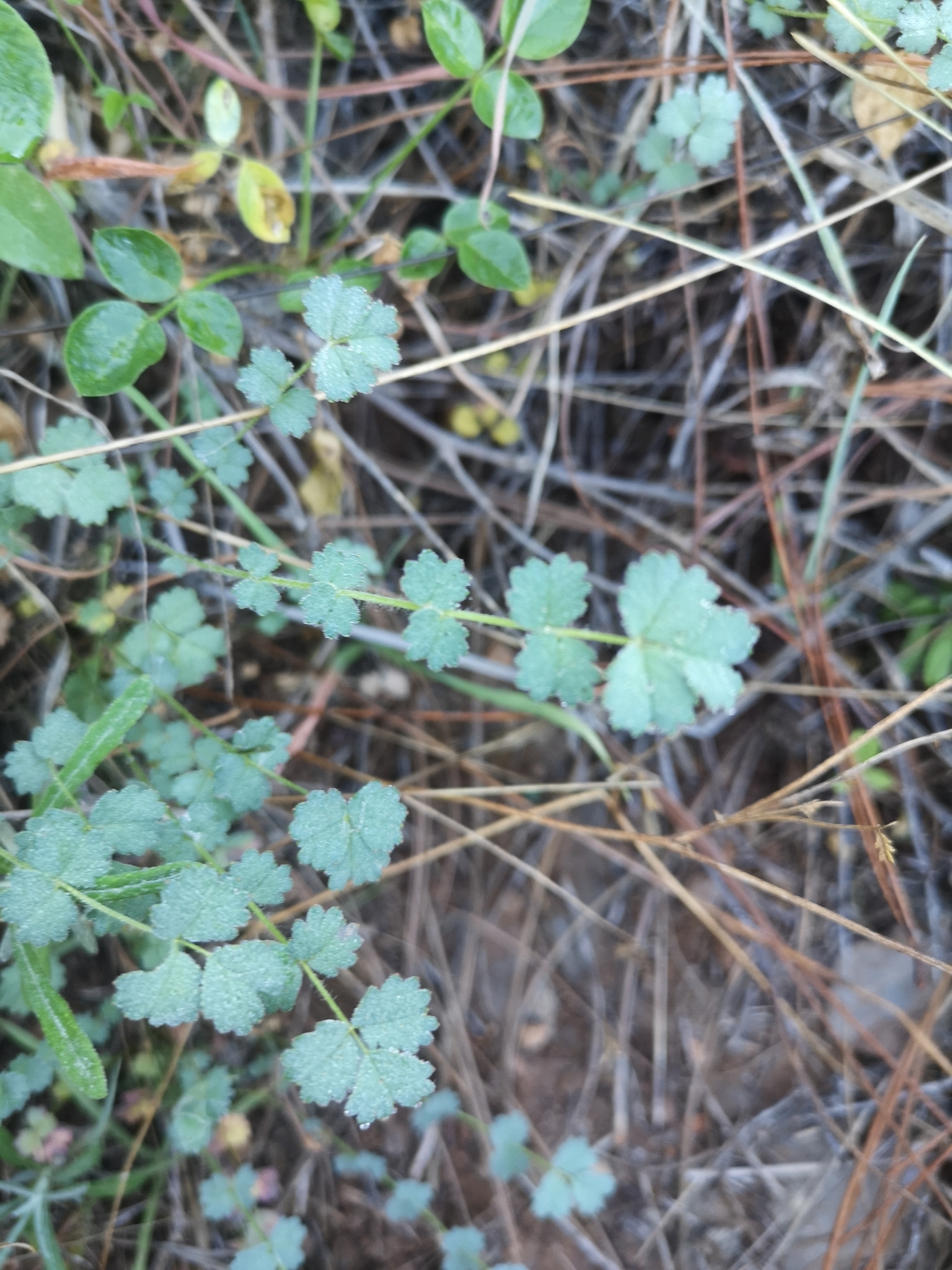 Poterium megacarpon