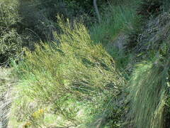 Ozothamnus leptophyllus