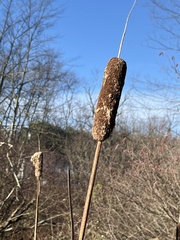 Typha latifolia
