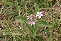 Oxypetalum solanoides