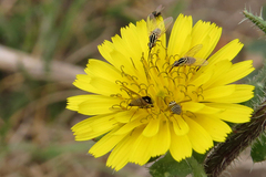 Phthiriinae