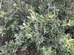 Quercus × undulata