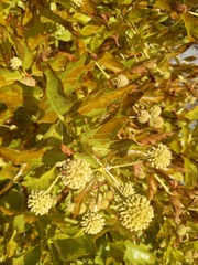 Cephalanthus occidentalis