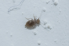 Lepinotus reticulatus
