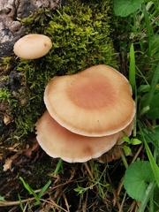 Lentinula boryana