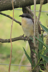 Coccyzus melacoryphus