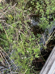 Ampelaster carolinianus