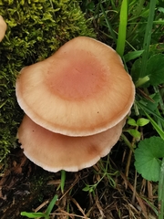 Lentinula boryana