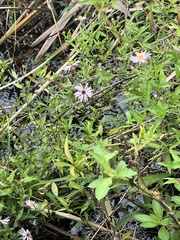 Ampelaster carolinianus