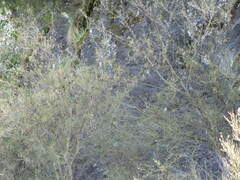 Sophora microphylla