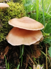 Lentinula boryana