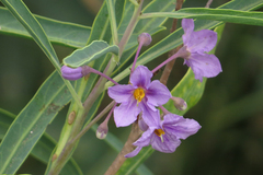 Solanum glaucophyllum