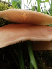 Lentinula boryana
