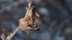 Colpa quinquecincta