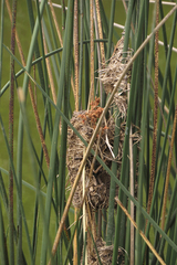 Phleocryptes melanops