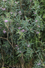 Solanum glaucophyllum