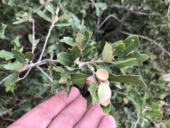 Quercus × undulata