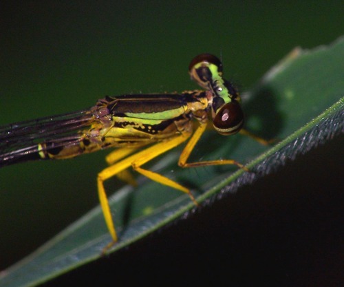 Yellow featherlegs photo 4