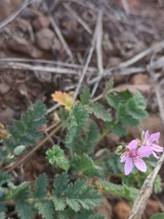 Erodium