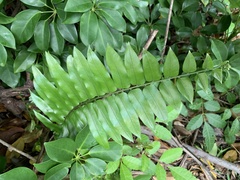 Nephrolepis biserrata