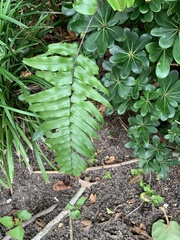 Nephrolepis exaltata