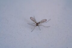 Macrocera