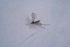 Macrocera